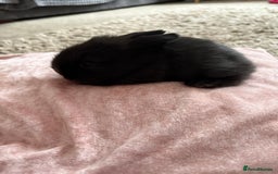 Lionhead rabbits for sale: Lionhead bunnies  - Image 5