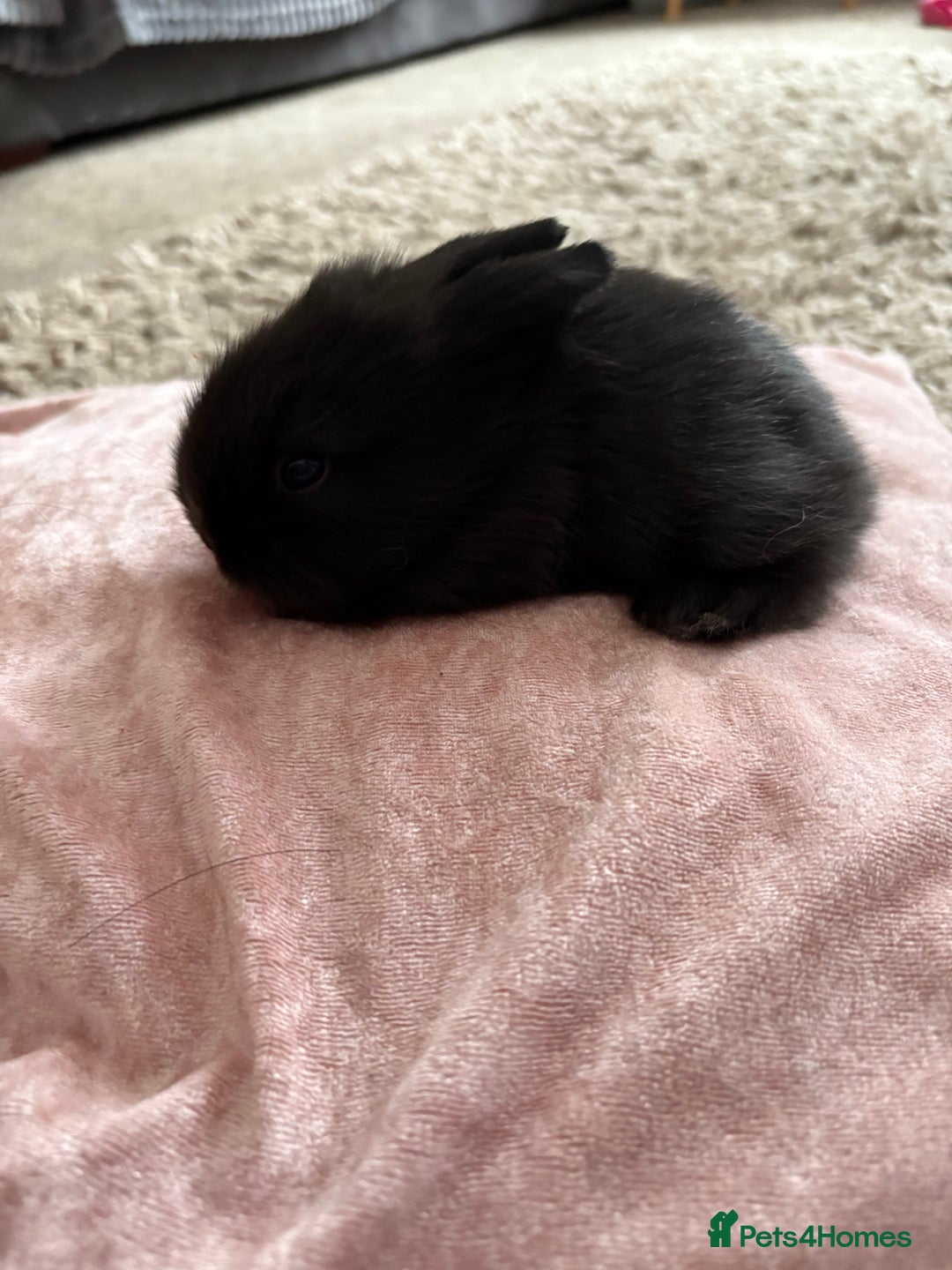 Lionhead rabbits for sale: Lionhead bunnies  - Image 5