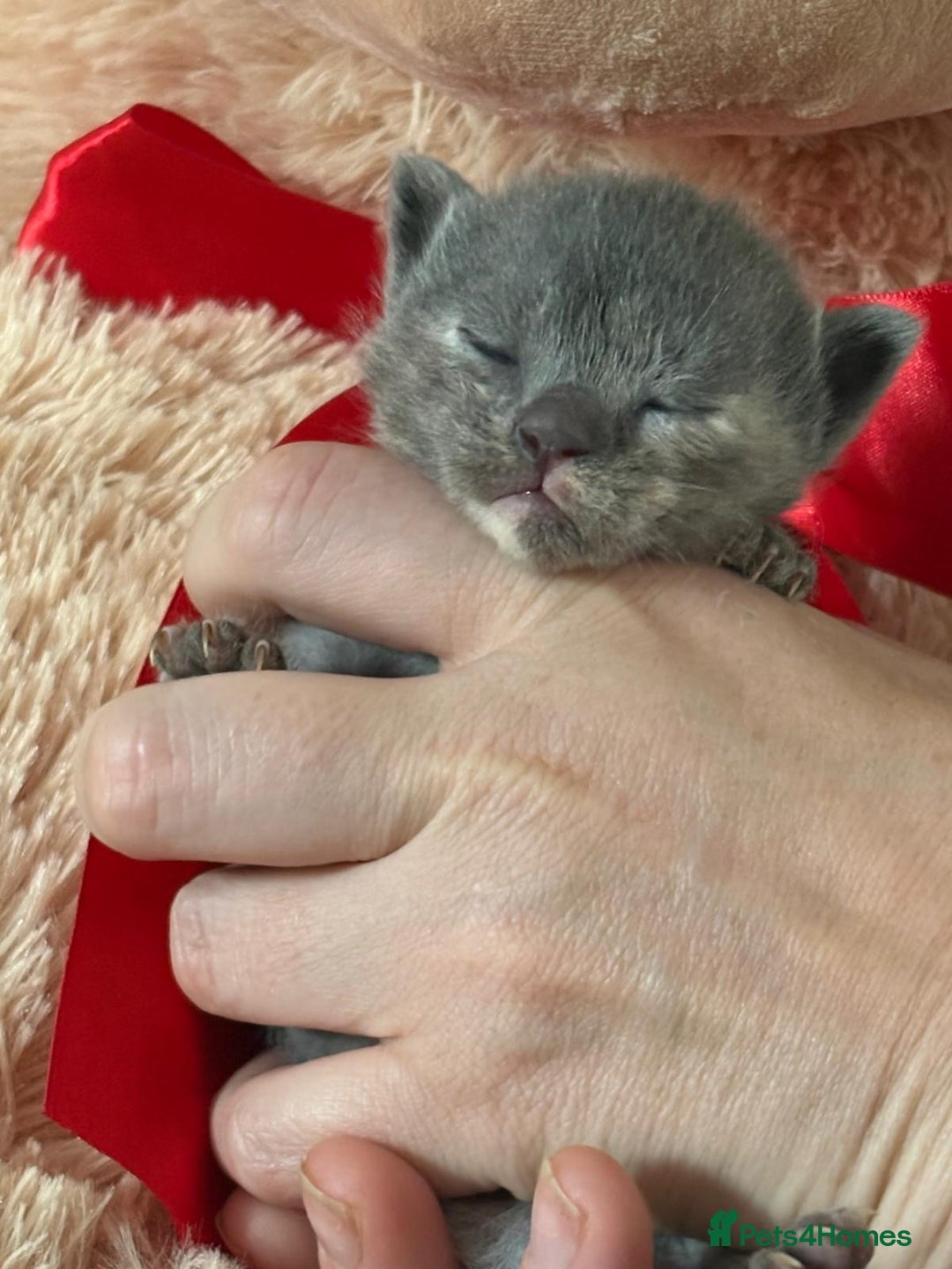 Ragdoll cats for sale: Gorgeous Ragdoll X Kittens - Solid Colours - Image 3