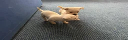 Chihuahua dogs for sale: Chihuahua puppies  in Glasgow - Advert 7