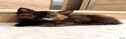 Mixed Breed cats for sale: Kittens - Advert 9
