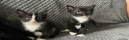 Mixed Breed cats for sale: Gorgeous kittens and mum for sale.  - Advert 7