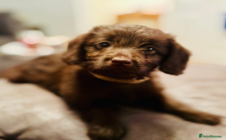 Labradoodle dogs - Advert 1