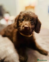 Labradoodle dogs - Advert 6