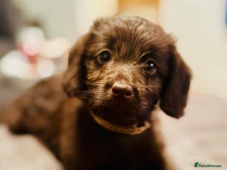 Labradoodle dogs - Advert 1