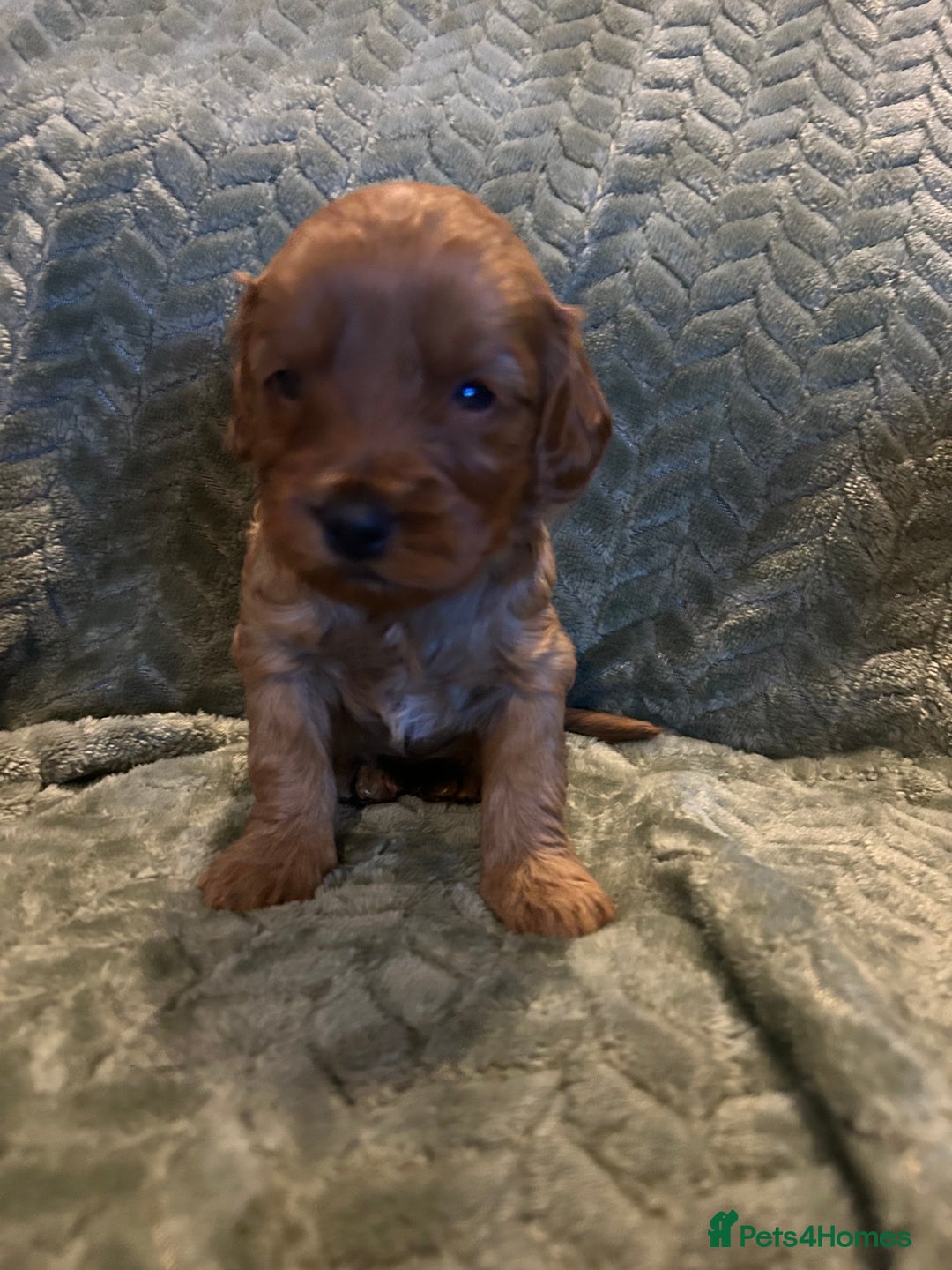 Labradoodle dogs for sale: 🐾F1b Healthy Labradoodle Puppies – Ready 18 Dec🐾 - Advert 25