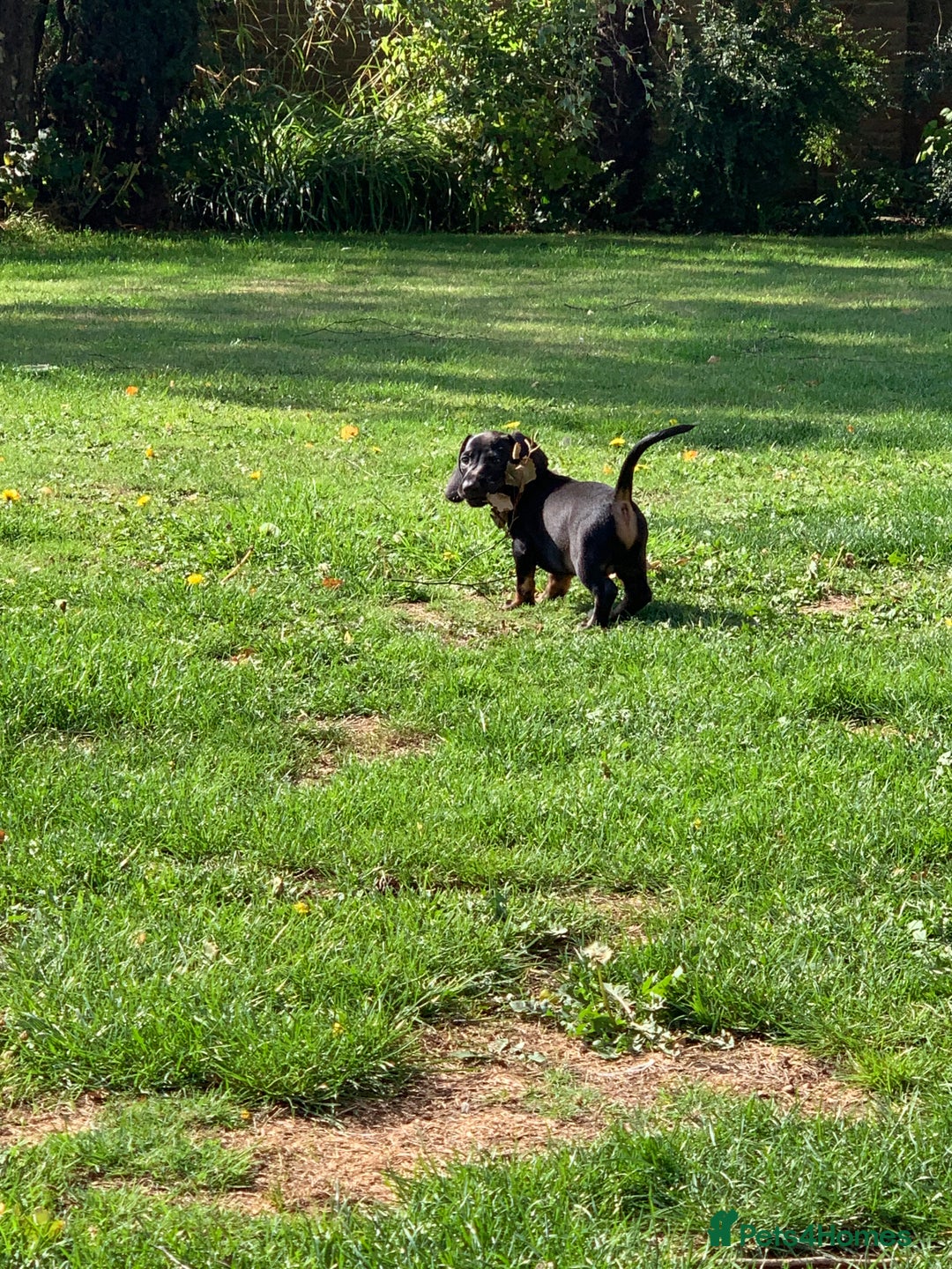 Miniature Dachshund dogs for sale: Beautiful mini daxi puppies pra clear READY NOW - Image 20