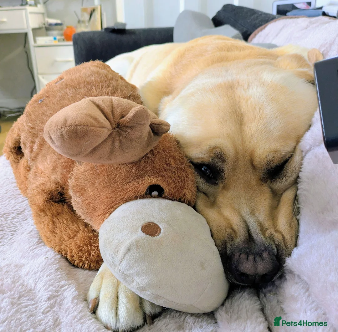 Labrador Retriever dogs for stud: Barney Rex in Radlett - Advert 3