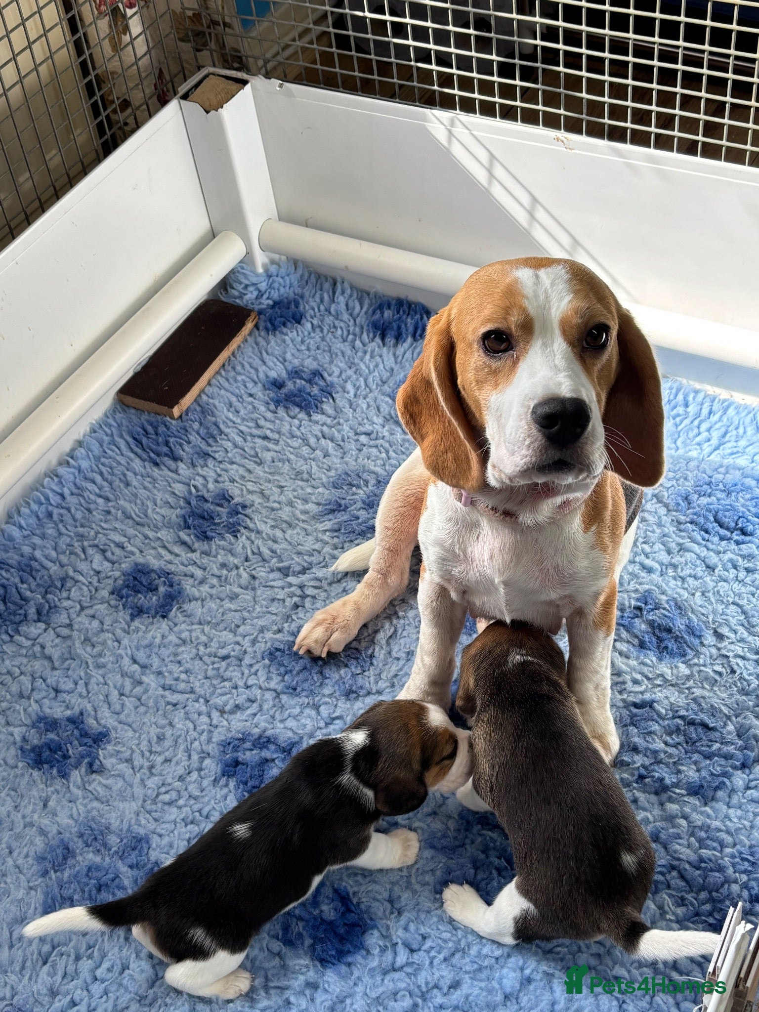 Beagle dogs Beautiful Tri coloured  - Advert 1