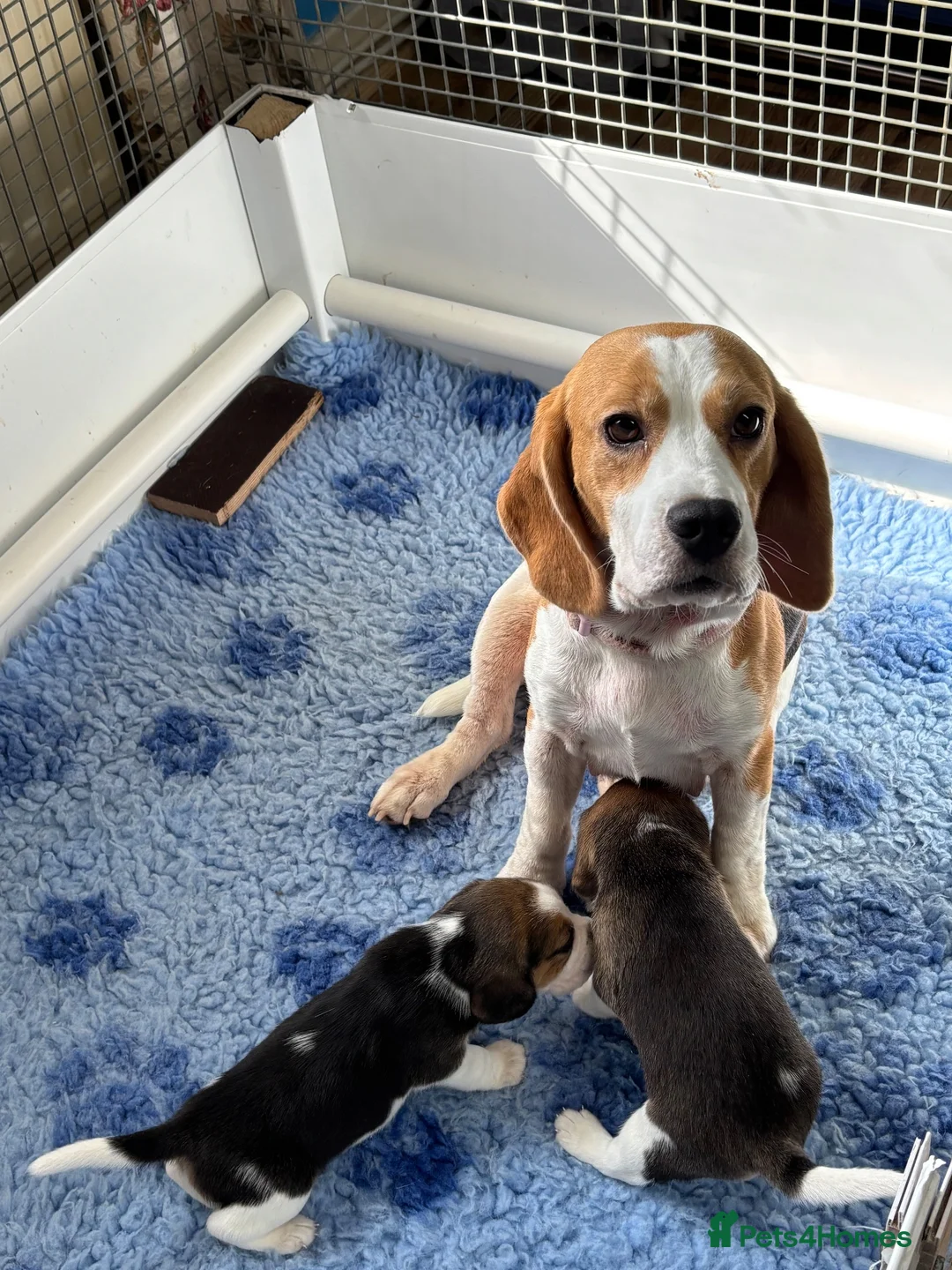 Beagle dogs for sale: Beautiful Tri coloured  - Advert 1
