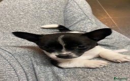 Mixed Breed dogs for sale: 3 puppies ready 21st November  - Image 4