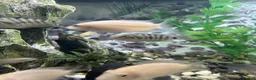 Cichlids fish for sale: Polar parrots - Advert 5