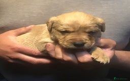 Labrador Retriever dogs for sale: Beautiful KC Reg Lab pups  - Image 19