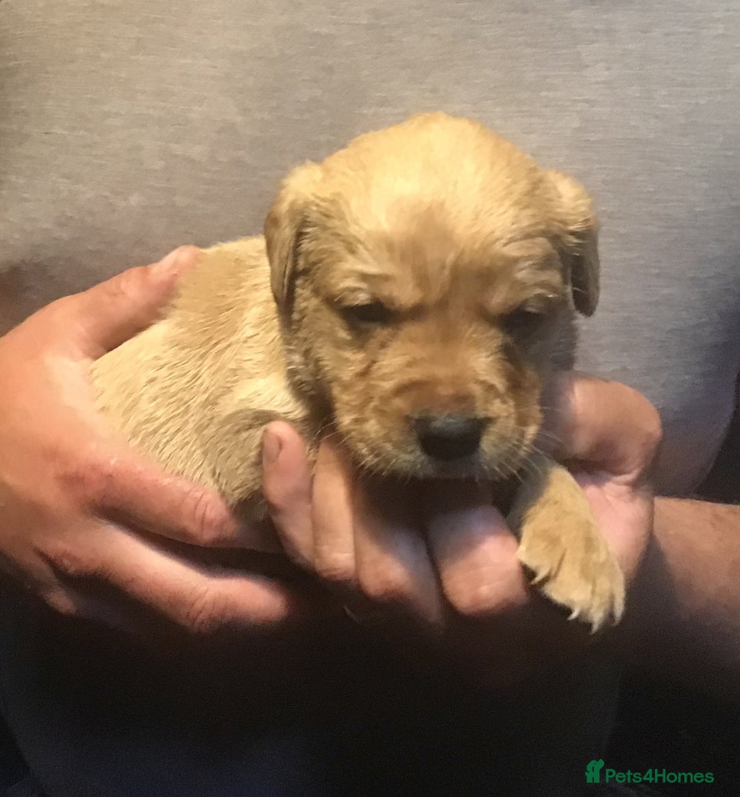 Labrador Retriever dogs for sale: Beautiful KC Reg Lab pups  - Image 19