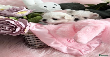 Maltese dogs - Advert 10