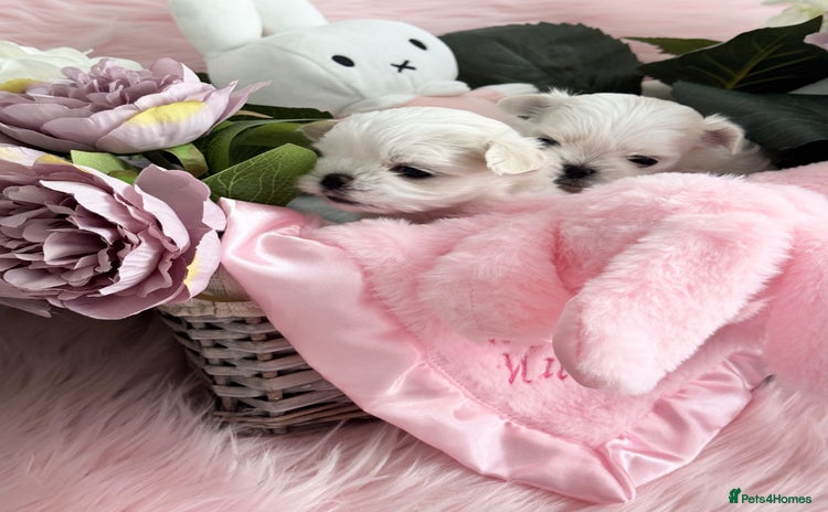 Maltese dogs - Advert 2