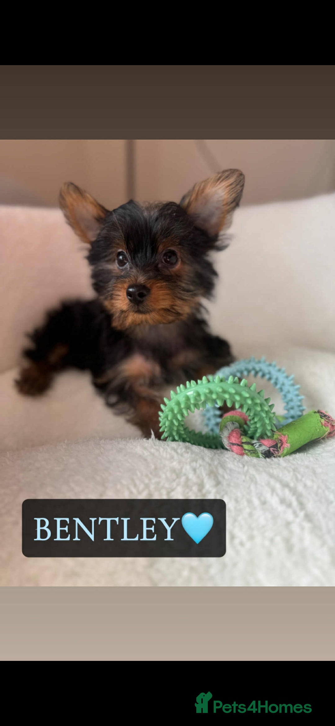 Yorkshire Terrier dogs for sale: Yorkshire Terrier Puppies - Image 9
