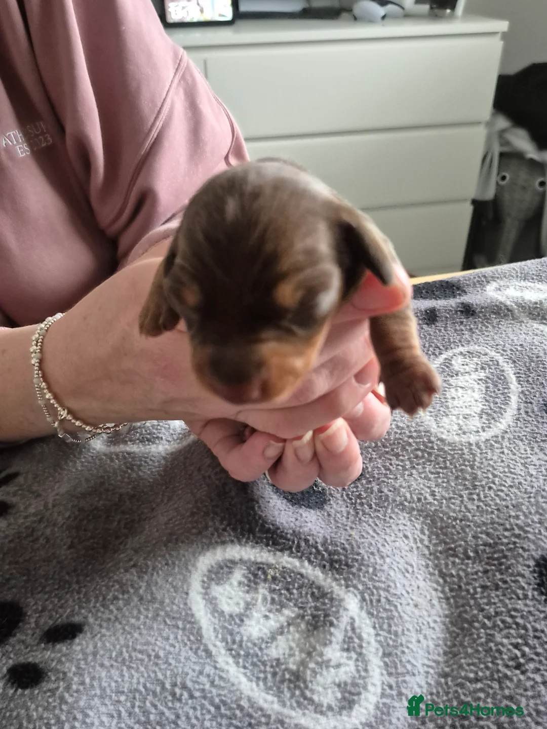 Miniature Dachshund dogs for sale: Miniture dachshund smooth hair puppies  - Advert 9