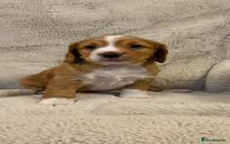 Cocker Spaniel dogs for sale: Working cocker spaniel boy - Image 4