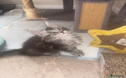 Maine Coon cats for sale: Beautiful Maine coon kittens TICA registered  - Image 6