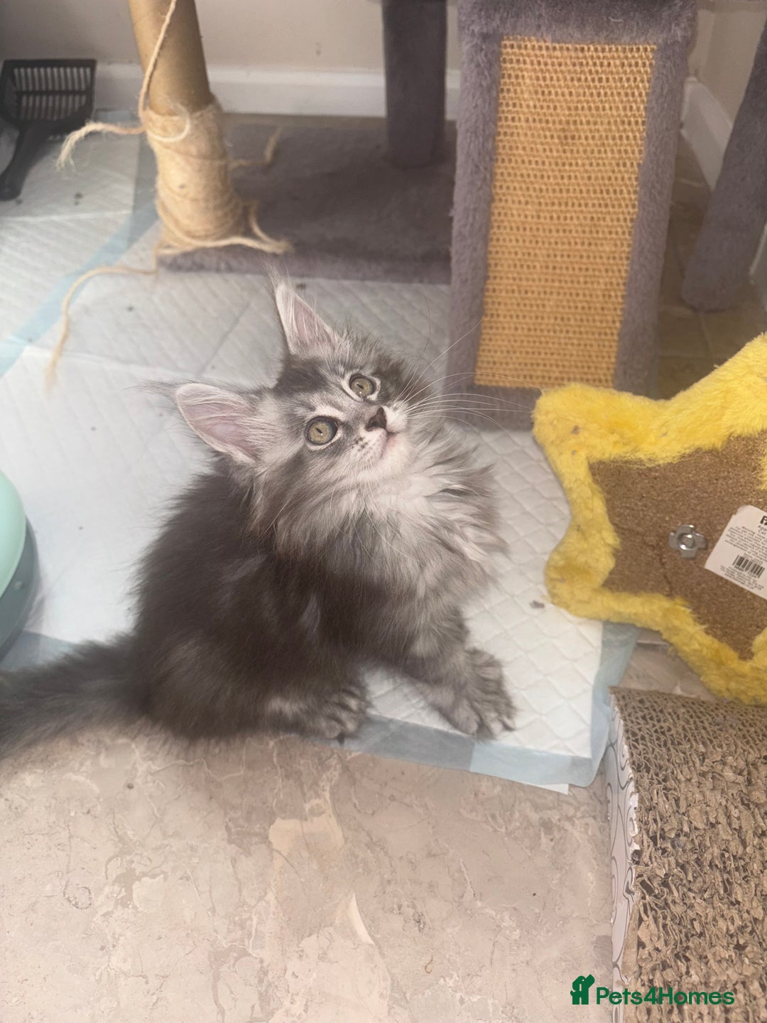 Maine Coon cats for sale: Beautiful Maine coon kittens TICA registered  - Image 6
