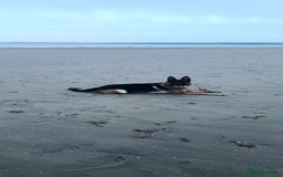 German Shepherd dogs for stud: West German working line for studying  - Image 8