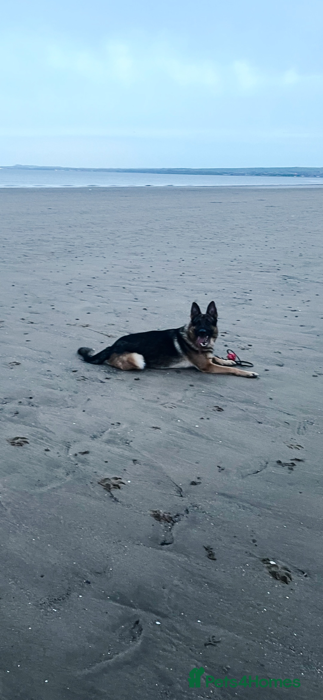 German Shepherd dogs for stud: West German working line for studying  - Image 8