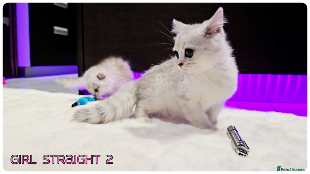 Scottish Fold cats for sale: Scottish Fold Kittens ( Delivery  available) - Image 15