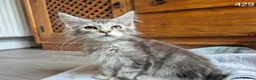 Maine Coon cats for sale: GCCF Maine Coone's 🏆 Champion Bloodline - Advert 9