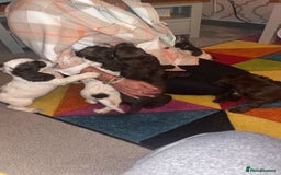 Cocker Spaniel dogs for sale: 7 pups 4 girls 3 boys  - Image 4
