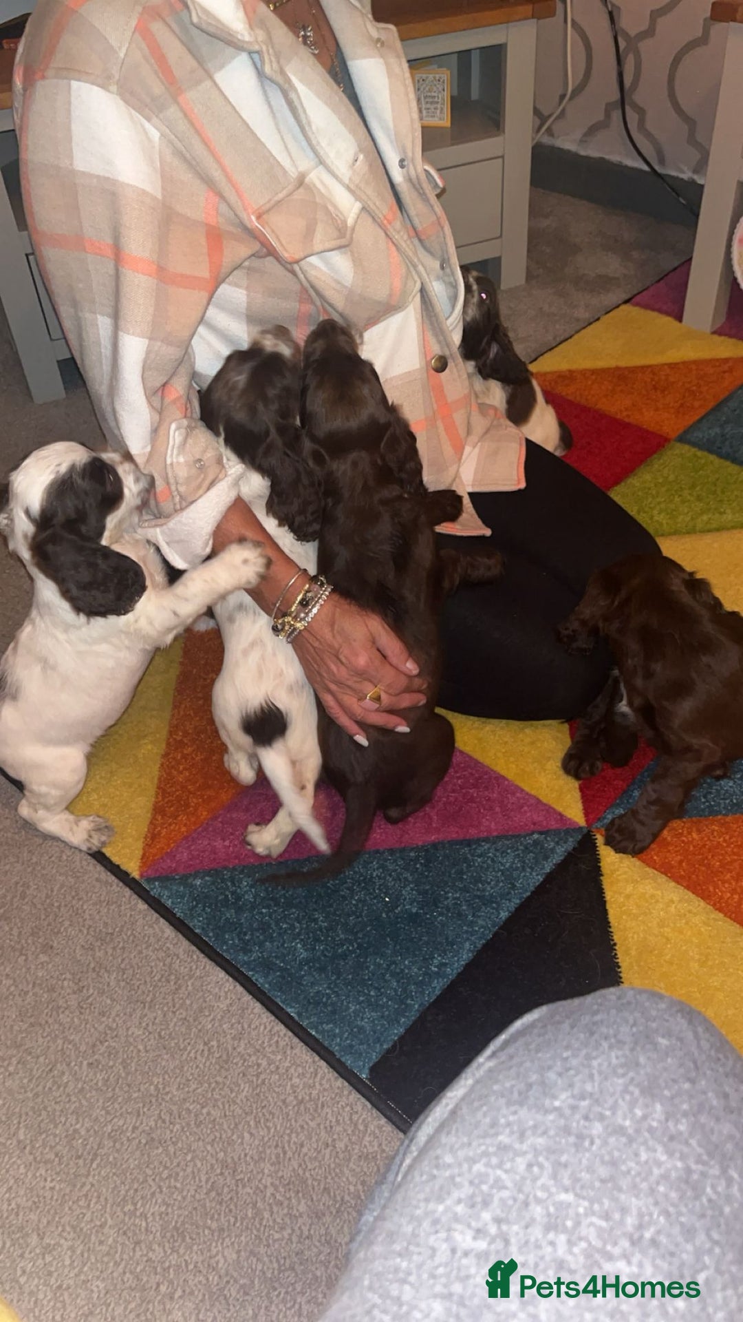 Cocker Spaniel dogs for sale: 7 pups 4 girls 3 boys  - Image 4