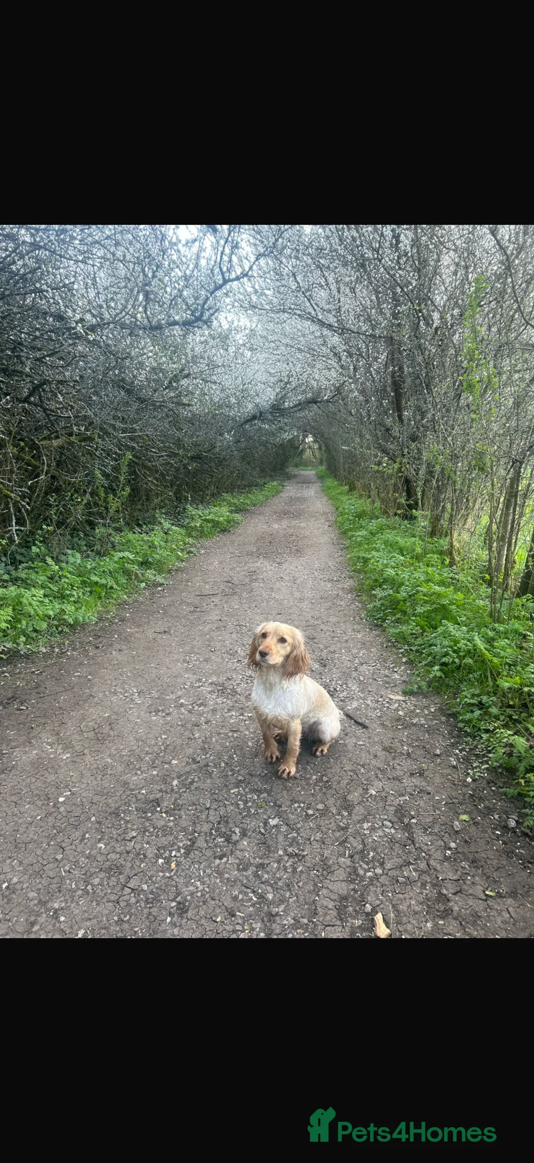 Cocker Spaniel dogs for sale: 1 Gorgeous Lemon Boy Left  in Fordingbridge - Advert 6