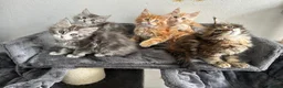 Maine Coon cats for stud: TICA ACTIVE MAINE COON STUD - Advert 7