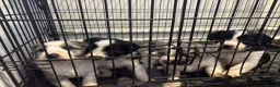Mixed Breed dogs for sale: Black and White Sprollies 🤍🖤 - Advert 9