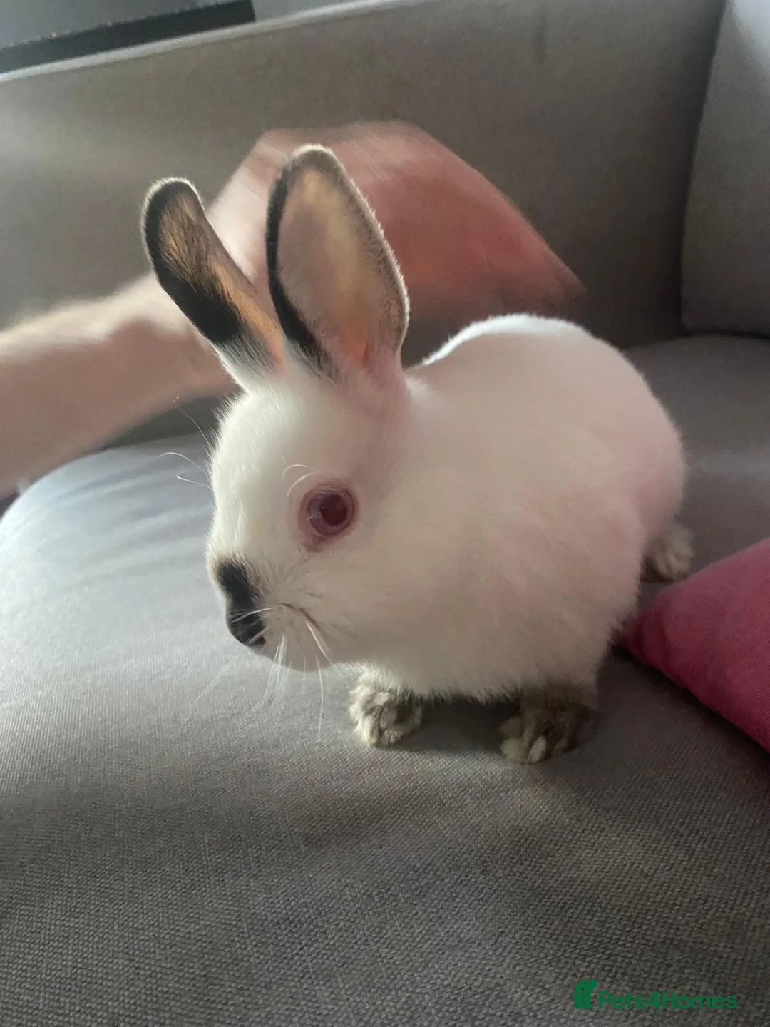Netherland Dwarf rabbits for sale: 2 Netherlands dwarf bunnies for sale - Advert 7