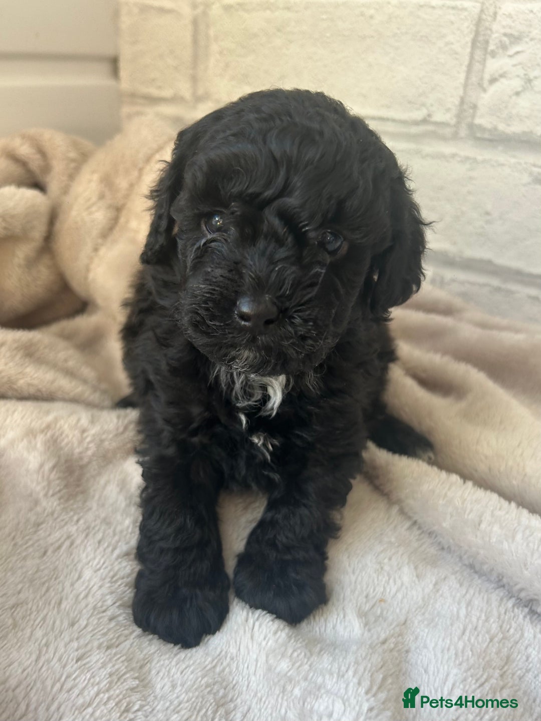 Toy Poodle dogs for sale: Adorable Toy Poodle Puppies READY TO GO! - Advert 34