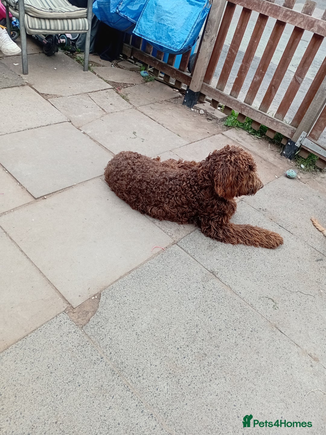 Labradoodle dogs for sale: Labradoodle - Image 4