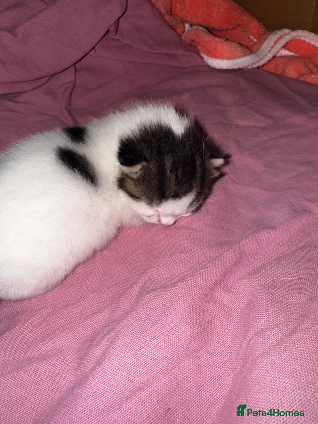 Domestic Shorthair cats for sale: Gorgeous boy and girl kittens  - Image 2