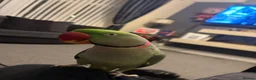 Parrots birds for sale: PARROT (Alexander parakeet ) HAND REARED  - Advert 5