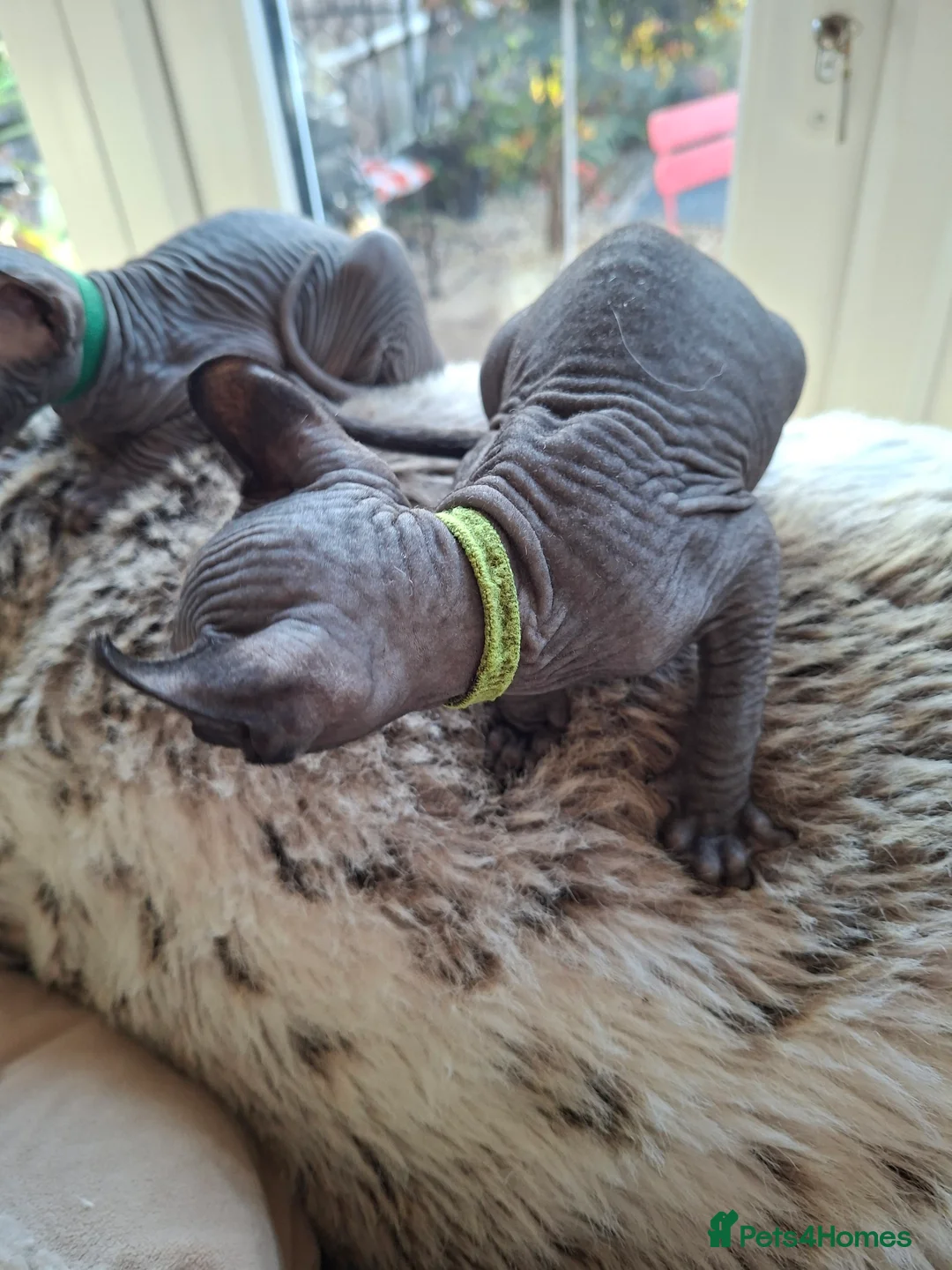 Sphynx cats for sale: Sphynx kittens READY NOW - Advert 10