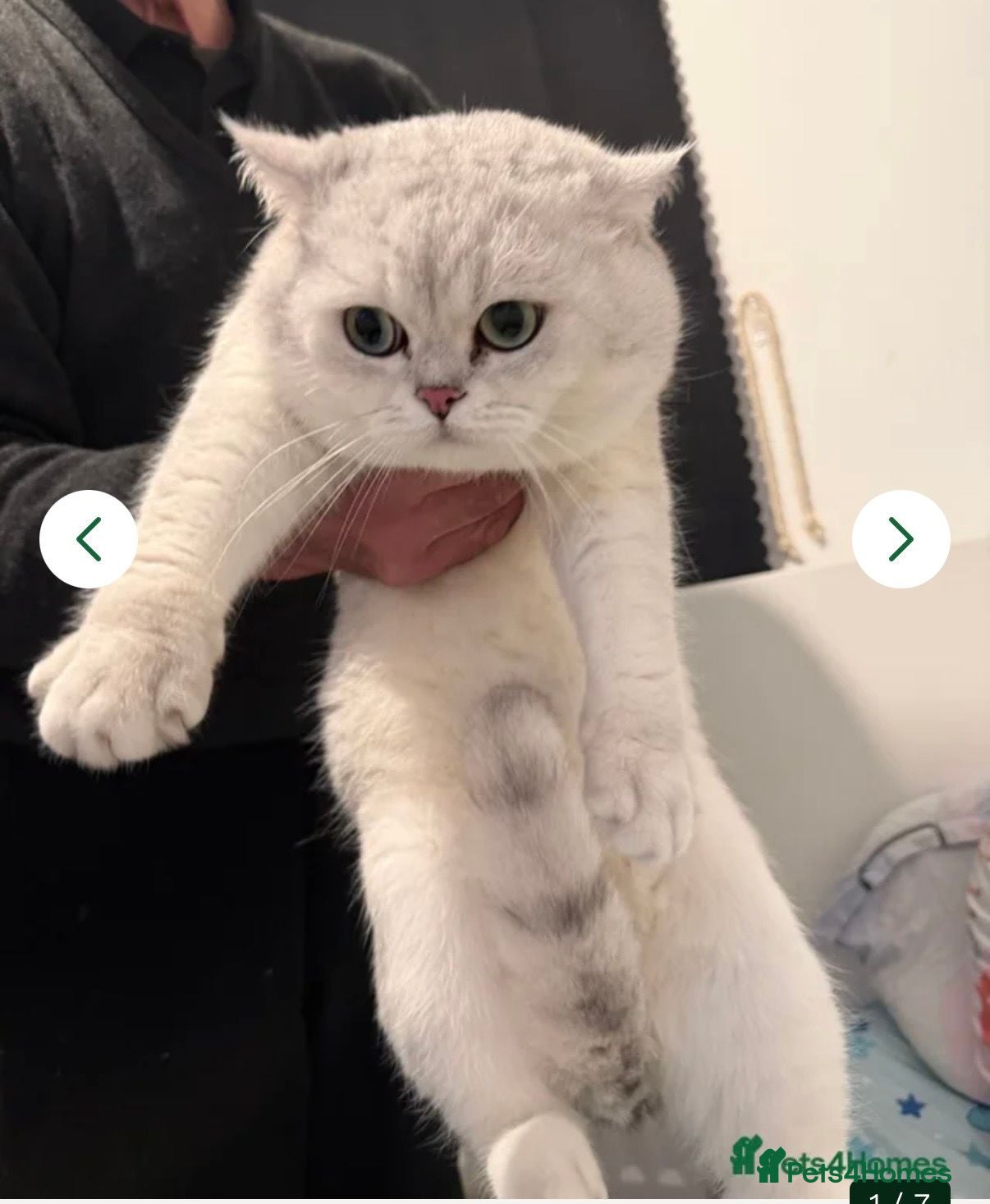 British Shorthair cats GCCF Champion Line BSH Silver/Black Tipped kittens - Advert 2