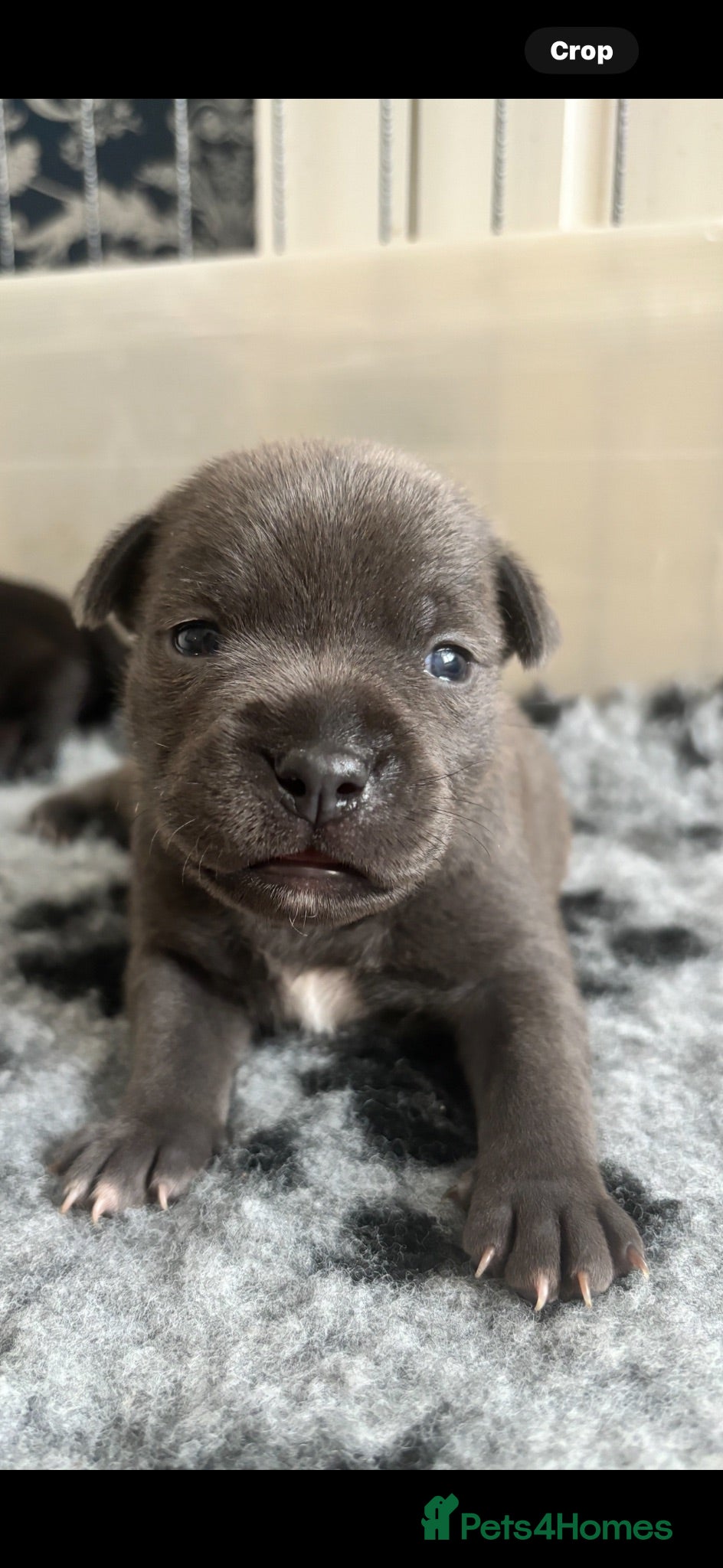 Staffordshire Bull Terrier dogs Stunning Litter 🖤💙 CH Bill & Nova - Advert 2