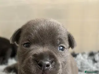 Staffordshire Bull Terrier dogs Stunning Litter 🖤💙 CH Bill & Nova - Advert 5
