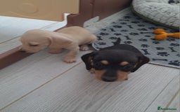 Dachshund dogs for sale: Miniature dachshund girls, cream & black and cream - Image 14