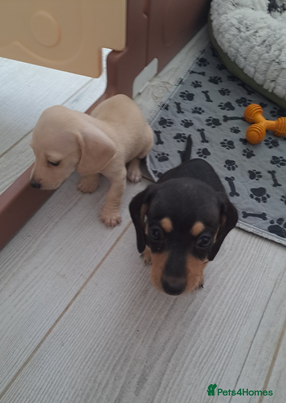 Dachshund dogs for sale: Miniature dachshund girls, cream & black and cream - Image 14