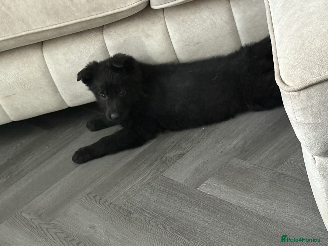 German Shepherd dogs for sale: Beautiful German shepherd Puppies - Advert 2