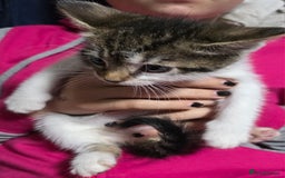 Mixed Breed cats for sale: Friendly playful kittens ready to find thier new  - Image 27