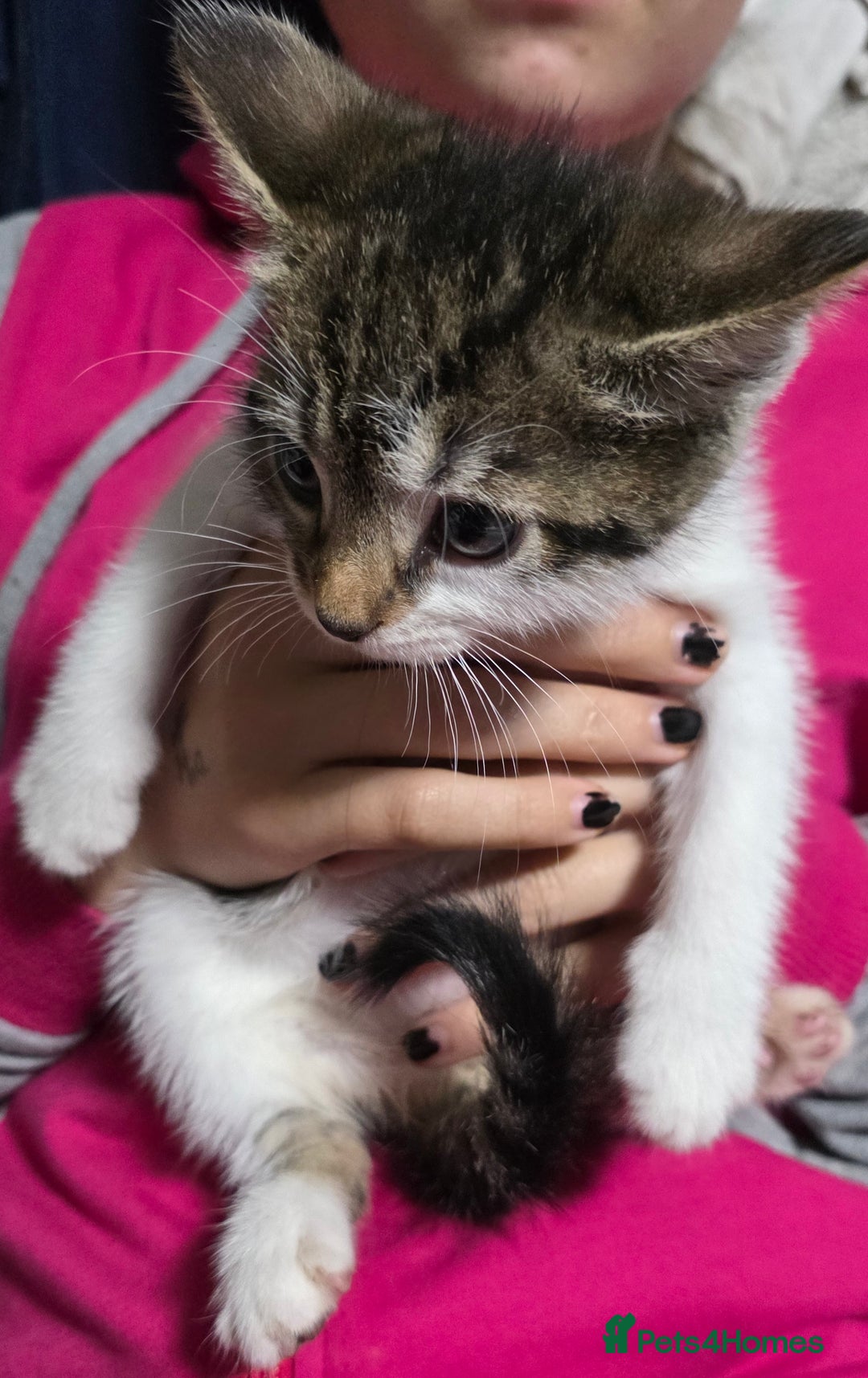 Mixed Breed cats for sale: Friendly playful kittens ready to find thier new  - Image 27