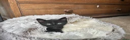 Domestic Shorthair cats for sale: ⭐️READY NOW!⭐️The Cutest Black DSH kittens 🐈‍⬛  - Advert 8