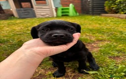 Mixed Breed dogs for sale: Buddy - Mixed breed.  - Image 4